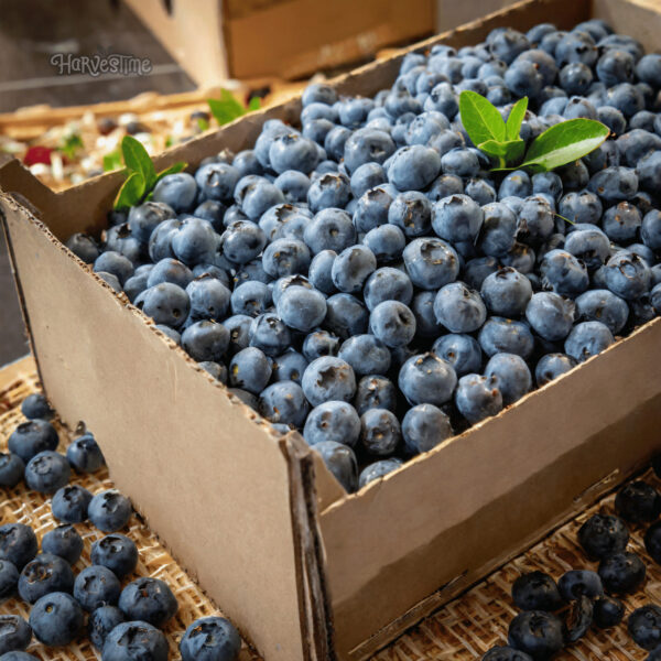 Organic Australian Blueberries 12kg Bulk