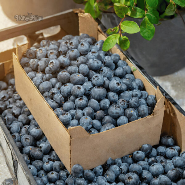 Organic Blueberries 13.61kg Bulk