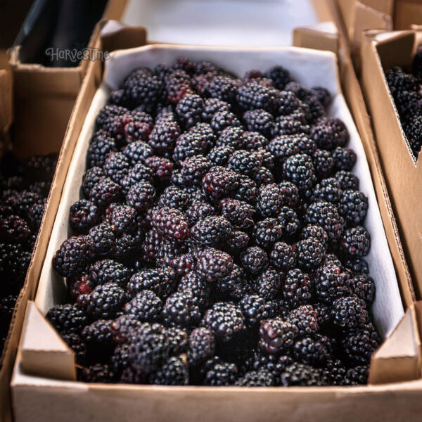 Boysenberries 10 kg - Bulk