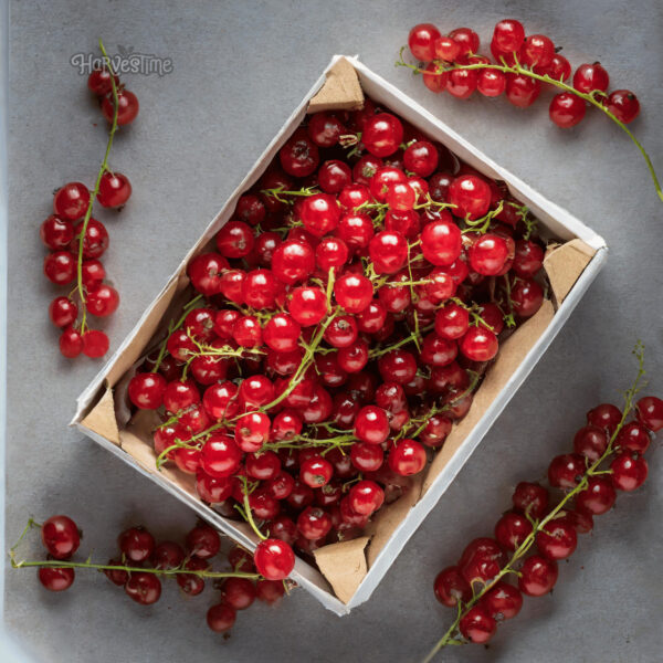 Redcurrants 10kg Bulk