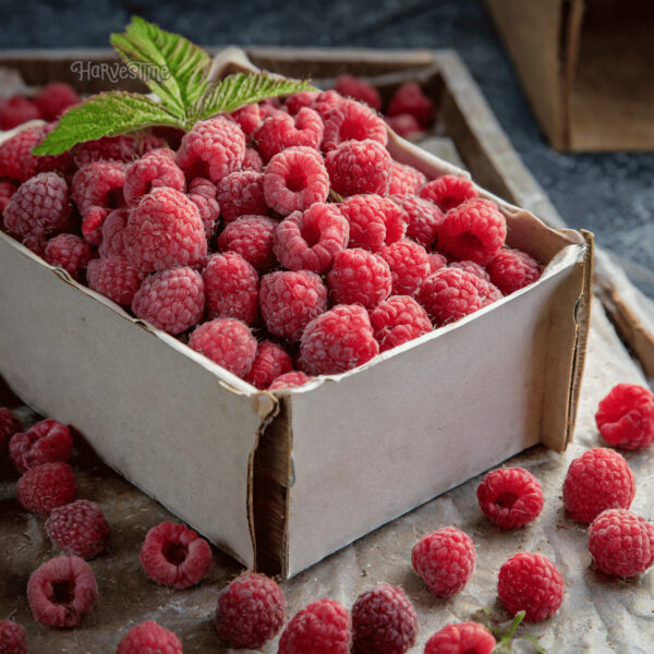 Raspberries 10Kg Bulk