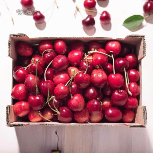 Sour Cherries 10kg - Bulk